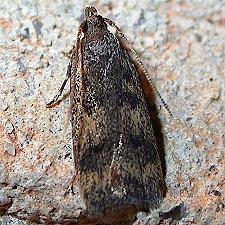 Martyringa latipennis