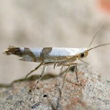 Argyresthia austerella