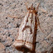 Microcrambus elegans