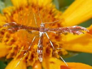 Geina tenuidactylus