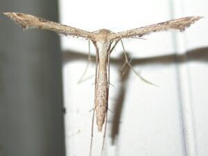 Stenoptilodes taprobanes