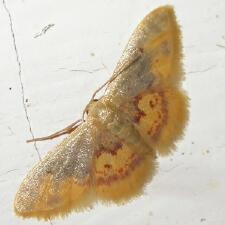 Idaea scintillularia