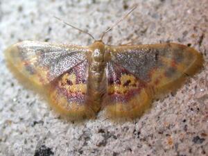 Idaea scintillularia