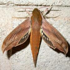 Xylophanes tersa