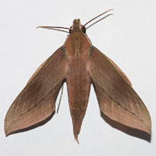 Xylophanes libya