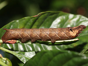 Xylophanes libya