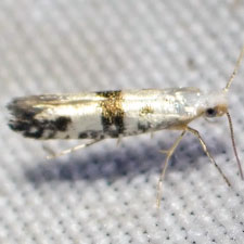 Argyresthia mesocausta