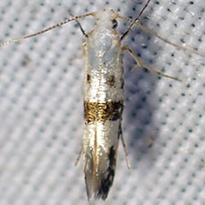 Argyresthia mesocausta