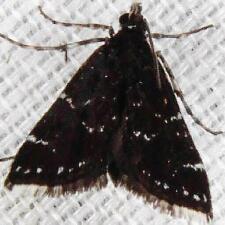 Nymphuliella daeckealis