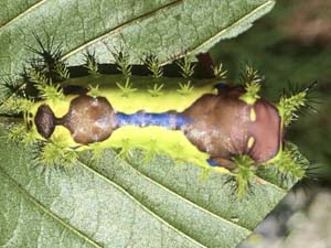 Monema flavescens