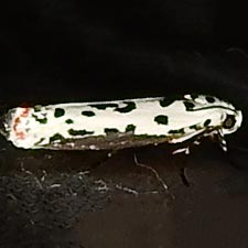 Ethmia bittenella