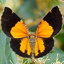 Heterusia atalantata