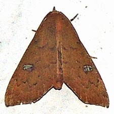 Anomis luridula