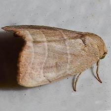 Bagisara pacifica