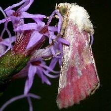 Schinia sanguinea