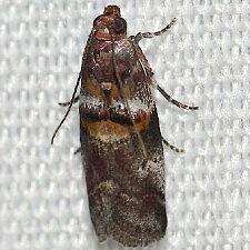 Acrobasis ostryella