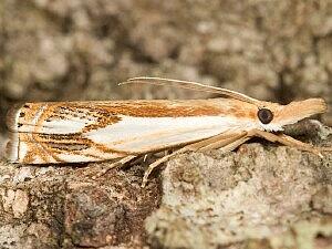 Crambus agitatellus