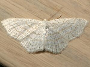 Scopula junctaria