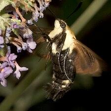 Hemaris diffinis