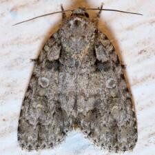 Acronicta increta