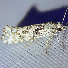 Araeolepia subfasciella