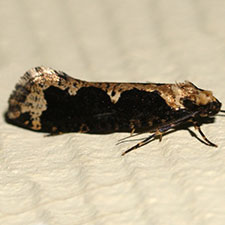 Daviscardia coloradella