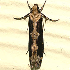 Daviscardia coloradella