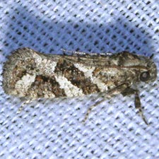 Acrolophus crescentella