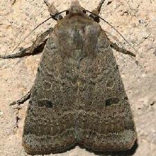 Abagrotis reedi