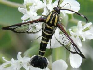 Carmenta phoradendri