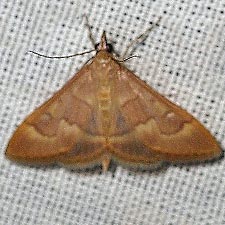 Pyrausta klotsi