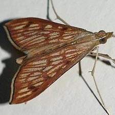 Antigastra catalaunalis