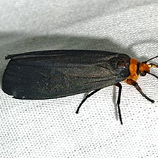 Inopsis modulata