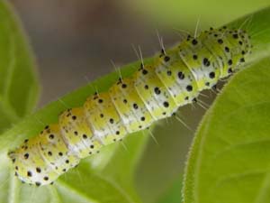 Alypiodes bimaculata