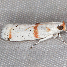 Acroncosa minima