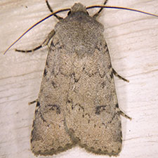 Euxoa fumalis