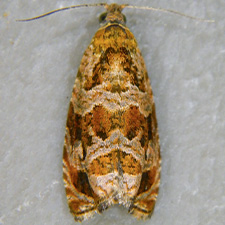 Olethreutes galevora