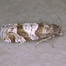 Eucosma modernana