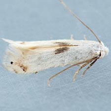 Pseudopostega albogaleriella