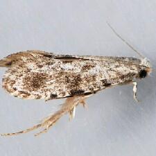 Nemapogon acapnopennella