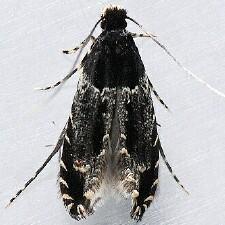 Homosetia argentinotella