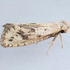 Acrolophus mortipennella