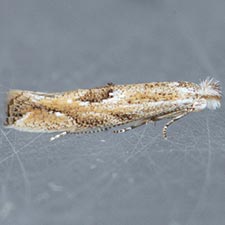 Bucculatrix ambrosiaefoliella