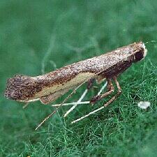 Caloptilia belfragella