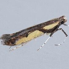 Caloptilia blandella