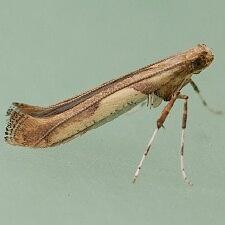 Caloptilia negundella