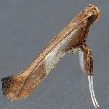 Caloptilia stigmatella