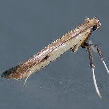 Caloptilia violacella