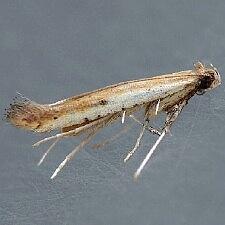 Caloptilia violacella