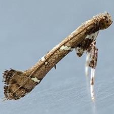 Caloptilia triadicae